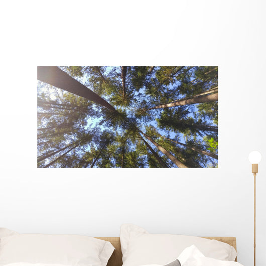 Nature Looking up Forest Wall Decal