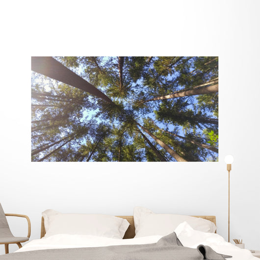 Nature Looking up Forest Wall Decal