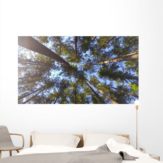Nature Looking up Forest Wall Decal