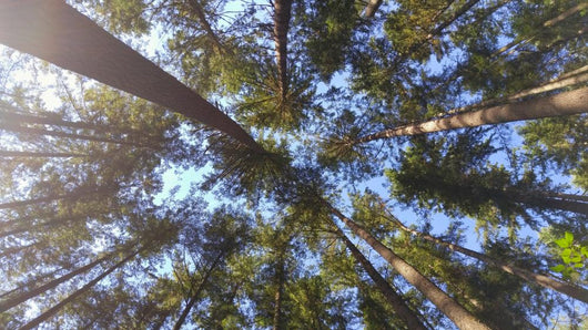 Nature Looking up Forest Wall Decal