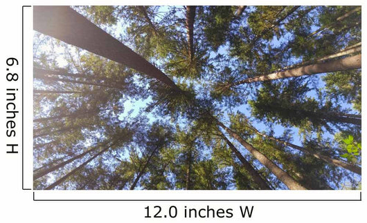 Nature Looking up Forest Wall Decal