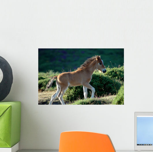 Foal Wall Decal