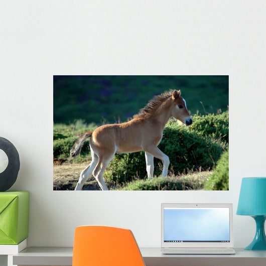 Foal Wall Decal