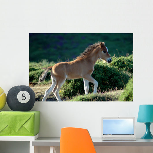 Foal Wall Decal