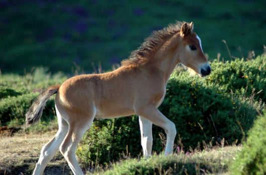 Foal Wall Decal