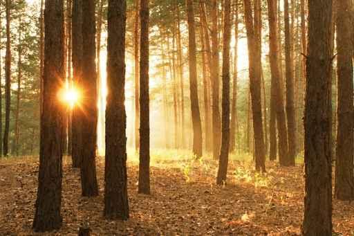 Pines Forest Sunrise Wall Decal