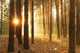 Pines Forest Sunrise Wall Decal