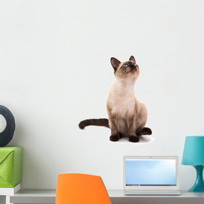 Siamese Cat Wall Decal shown on a wall