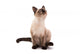 Siamese Cat Wall Decal