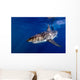 Great White Shark Ready Wall Decal