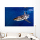 Great White Shark Ready Wall Decal