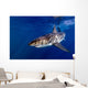 Great White Shark Ready Wall Decal