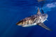 Great White Shark Ready Wall Decal