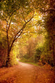 Wonderful Autumn Forest Path Wall Decal