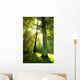 Sun Beams through Trees Wall Decal