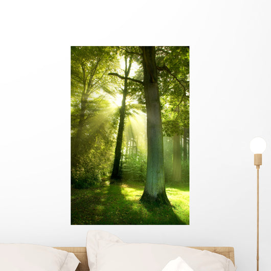 Sun Beams through Trees Wall Decal