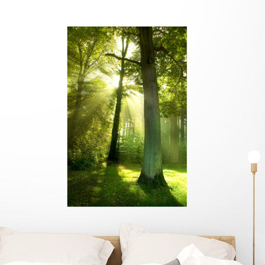 Sun Beams through Trees Wall Decal
