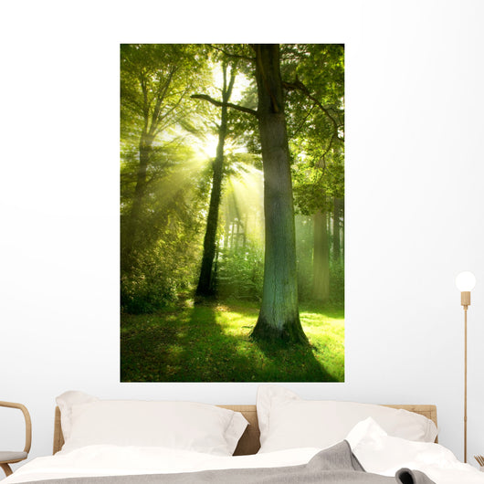 Sun Beams through Trees Wall Decal