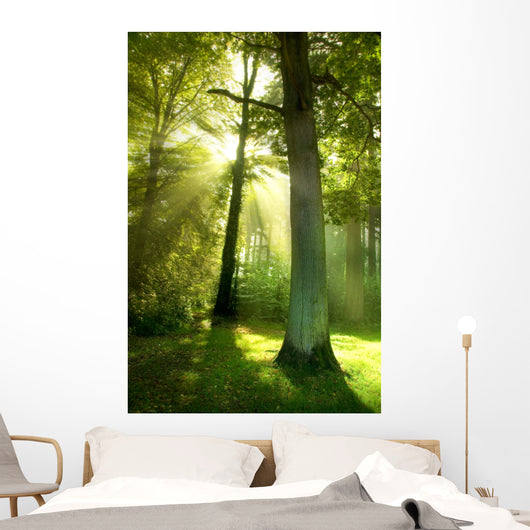 Sun Beams through Trees Wall Decal
