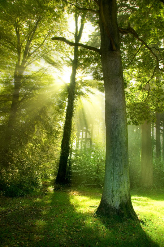 Sun Beams through Trees Wall Decal