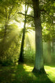 Sun Beams through Trees Wall Decal