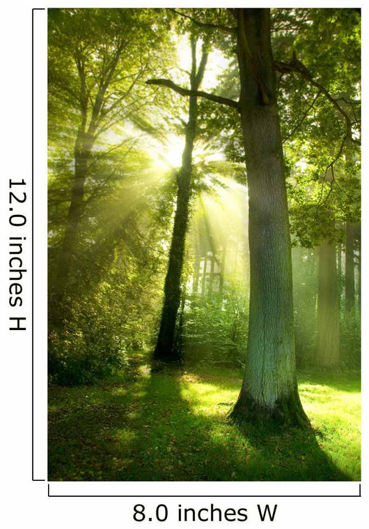 Sun Beams through Trees Wall Decal