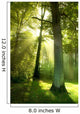 Sun Beams through Trees Wall Decal