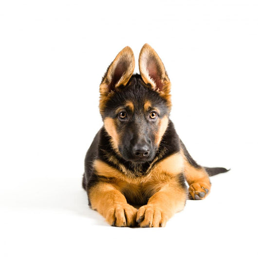 Cute Puppy Dog German Wall Decal