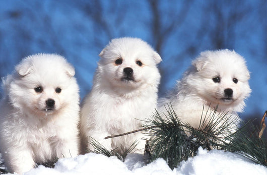Trois Chiots American Eskimo Wall Decal