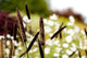 Cattails with Wild Flowers Wall Decal