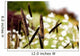 Cattails with Wild Flowers Wall Decal