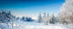 Paysage D'hiver Wall Decal