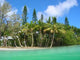 Coconut Palms Beach Wall Decal