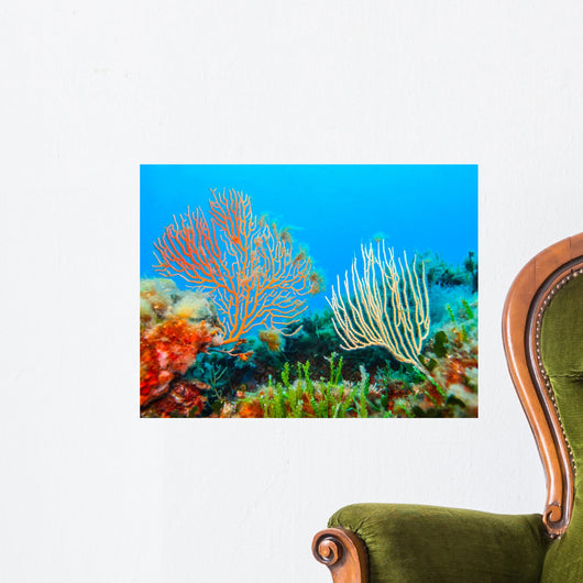 Beautiful Gorgonians Wall Decal
