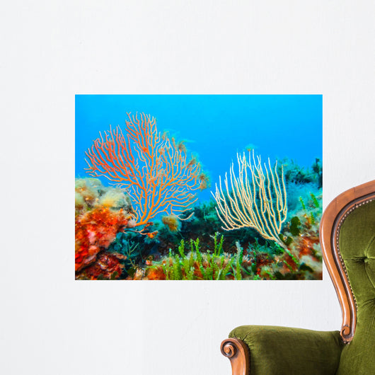 Beautiful Gorgonians Wall Decal