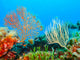 Beautiful Gorgonians Wall Decal