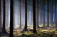 Awaken Forest Wall Decal