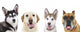 Cute Dogs White Wall Decal