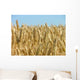 Corn Ready for Harvest Wall Decal