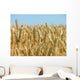 Corn Ready for Harvest Wall Decal
