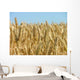 Corn Ready for Harvest Wall Decal