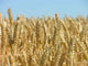 Corn Ready for Harvest Wall Decal