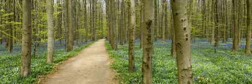 Hiking Forest Wall Decal