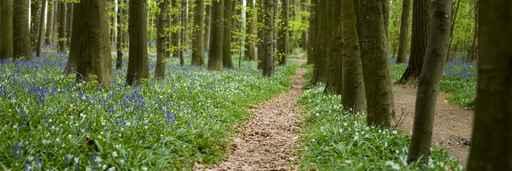 Chemin Dans La Foret Wall Decal