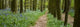 Chemin Dans La Foret Wall Decal