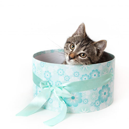 Striped Kitten with Yellow Wall Decal