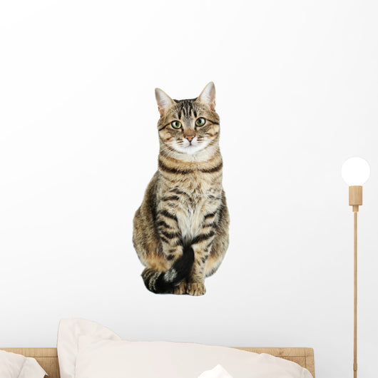 Beautiful Cat White Wall Decal