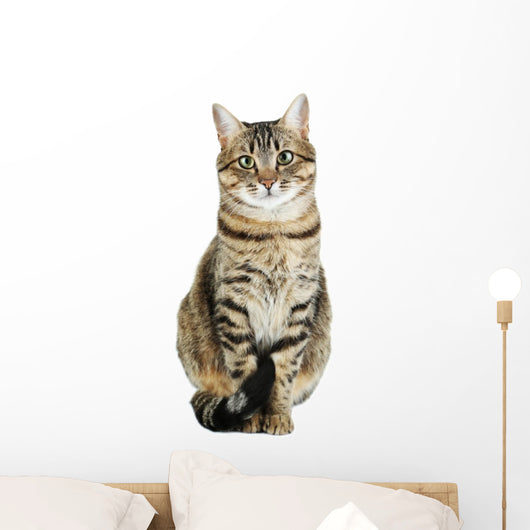 Beautiful Cat White Wall Decal