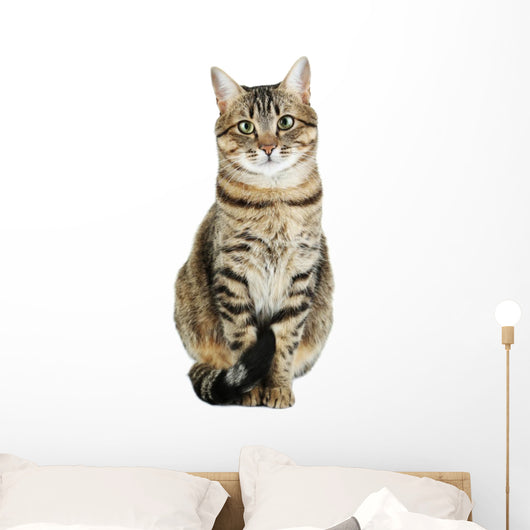 Beautiful Cat White Wall Decal