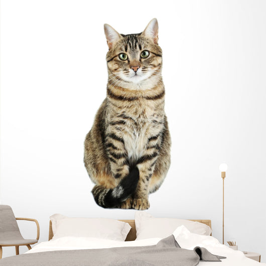 Beautiful Cat White Wall Decal